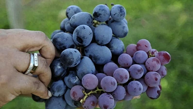 A especialista explica o impacto do suco no emagrecimento, destaca os benefícios para a saúde cardiovascular e alerta para a quantidade diária ideal, que não substitui o consumo da fruta in natura. - (crédito: Minervino Junior/CB)