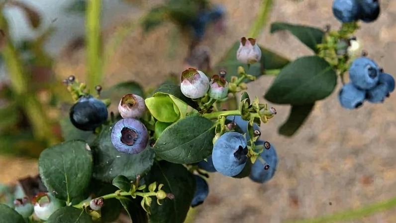 Moscas-das-frutas estão se multiplicando no DF e podem comprometer plantações de mirtilo - (crédito: Ed Alves/CB/DA.Press)