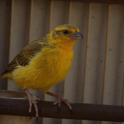 Pássaros são resgatados; homem é preso por cativeiro ilegal no DF