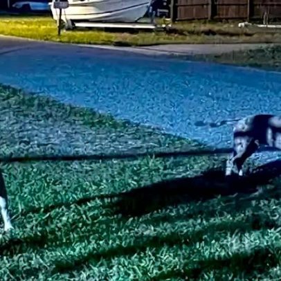 Mulher é presa após cães matarem vizinha