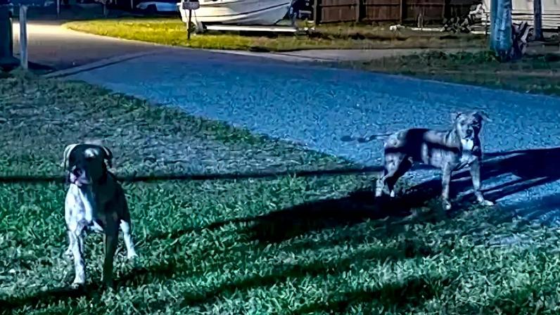 O caso ocorreu em Melbourne, onde a tutora dos animais já acumulava denúncias por deixá-los soltos. - (crédito: reprodução/SpaceCoastDaily)