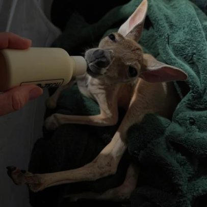 Filhote de canguru rejeitado recebe mãe humana em SP