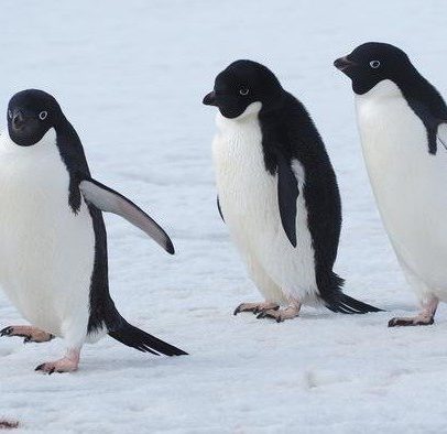 Pinguins revelam estratégia social para localizar alimento