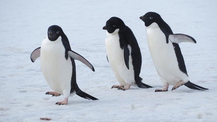 Pinguins-de-adélia em suas jornadas no gelo, evidenciando as estratégias sociais e individuais na busca por alimento - (crédito: Toshitaka Imaki)
