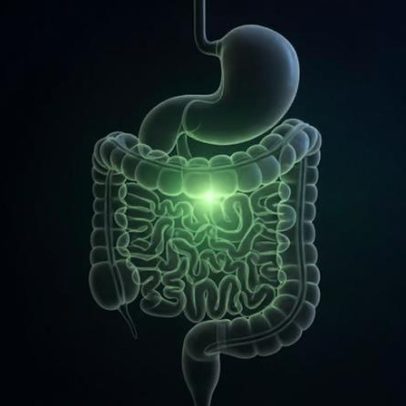 Enterobactina: molécula que reduz inflamação intestinal