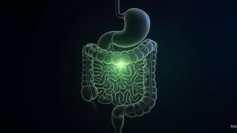 Molécula de enterobactina, produzida por bactérias intestinais, atua no sistema digestório para reduzir inflamações - (crédito: Flow)