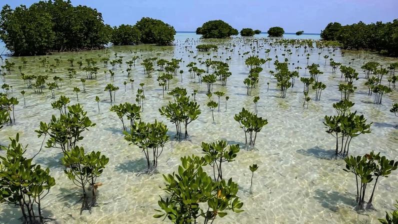 Eventos climáticos extremos levaram algumas comunidades a ganhar mais consciência sobre a importância dos manguezais para a proteção costeira