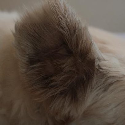 Queda de pelos em casa: quando é normal nos pets