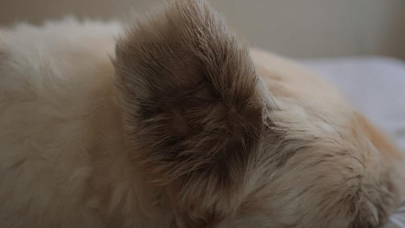 Ectoparasitas, fungos e problemas hormonais podem ser uma das causas da alopecia animal - (crédito: Freepik)