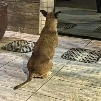 Cachorro bate ponto em frente a edifício e intriga moradores do Guará