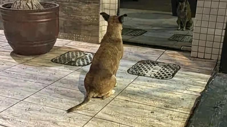 Todo dia, o cãozinho marca ponto em frente à portaria - (crédito: Material cedido ao Correio)