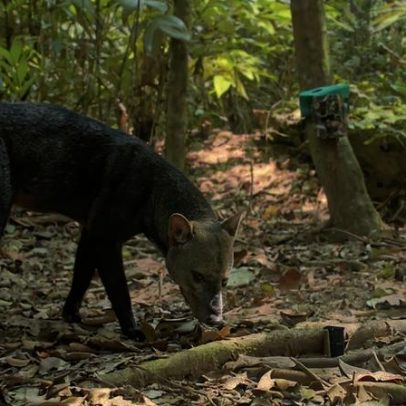 Estudo registra imagens raras do cachorro fantasma da Amazônia