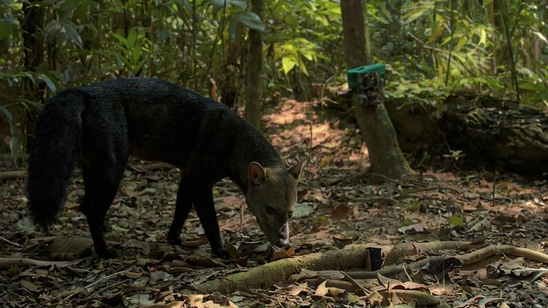 Discreto e arisco, o cachorro-de-orelhas-curtas prefere viver em zonas isoladas
