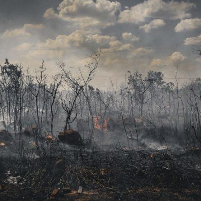 Realidade do Cerrado ofusca queda no desmatamento