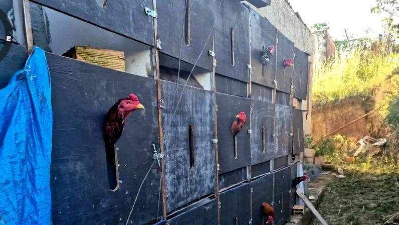 Durante patrulhamento, os policiais localizaram uma arena e 80 aves mantidas em compartimentos inadequados, com espaço reduzido, e algumas apresentavam ferimentos - (crédito: Divulgação/PMDF)