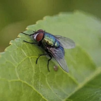Mosca-da-fruta produz espermatozoides até 40 vezes maiores que os humanos