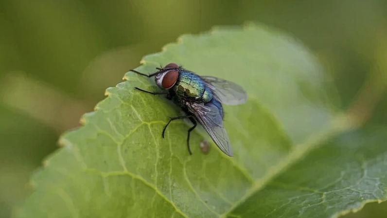 Mosca - (crédito: Reprodução/Freepik)