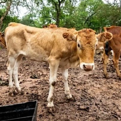 Produtores rurais do DF devem declarar rebanhos até 30 de junho