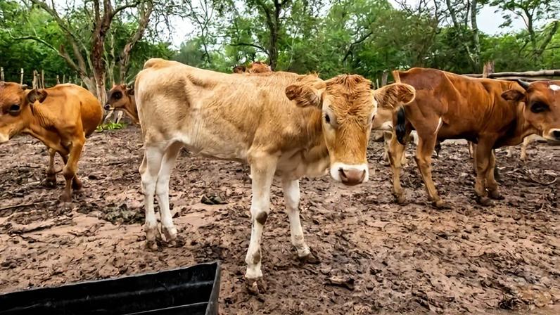 O procedimento é obrigatório para todos os cadastrados que possuam animais em suas propriedades - (crédito: Divulgação/Seagri-DF)