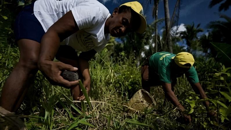 Mulheres coletam coco babaçu no Maranhão: todo o fruto é aproveitado, da casca e das folhas à polpa e à semente - (crédito: Reprodução/Agência Senado)