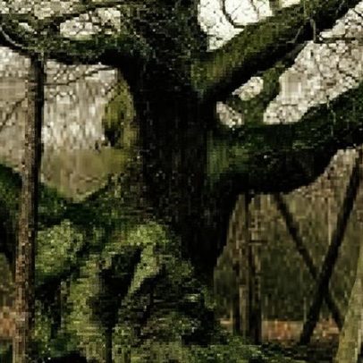 Árvore associada a Robin Hood, com mais de mil anos, morre na Inglaterra