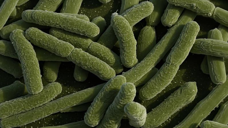 Produzida naturalmente pela bactéria do solo streptomyces rimosus, a manikomicina interfere diretamente na fabricação de proteínas, processo essencial para a sobrevivência dos microrganismos.