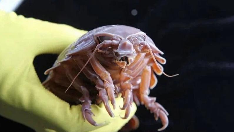 Isópode supergigante de águas profundas - (crédito: Divulgação/Prof. LI Xinzheng)