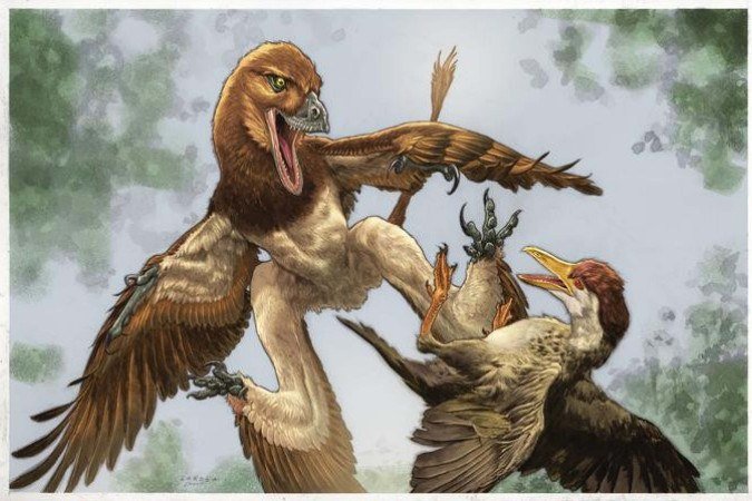 O novo microraptor Jian changmaensis (à esquerda) ataca a ave primitiva Gansus yumenensis (à direita) no que hoje é a Bacia de Changma, no noroeste da China, há aproximadamente 120 milhões de anos - (crédito: Ilustração de Lewis LaRosa, colorização de Jão Canola.)