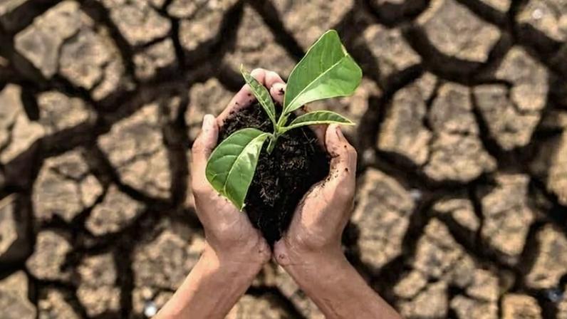 O Encontro Regional da Teia da Sociobiodiversidade reúne representantes de 405 projetos - (crédito: Reprodução/Freepik)
