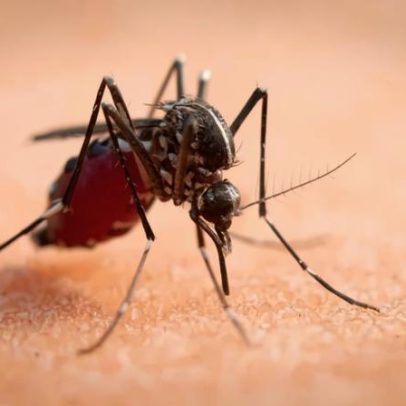 Por que mosquitos picam mais em algumas pessoas