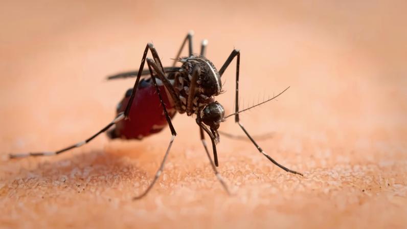 Mosquito - (crédito: Freepik)
