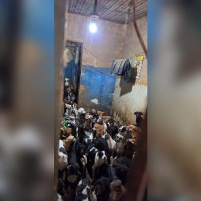 Mais de 120 cães resgatados procuram novo lar