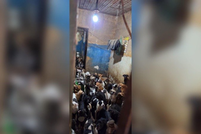 Os primeiros 102 animais foram retirados do imóvel e, posteriormente, outros 23 cães ainda foram encontrados. Tempo depois, nasceram mais 45 filhotes - (crédito: Divulgação)
