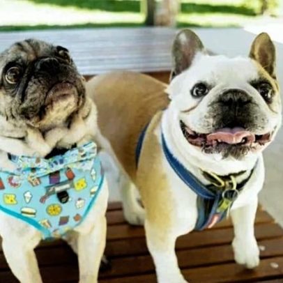 Terapia não cirúrgica ajuda cães de focinho achatado