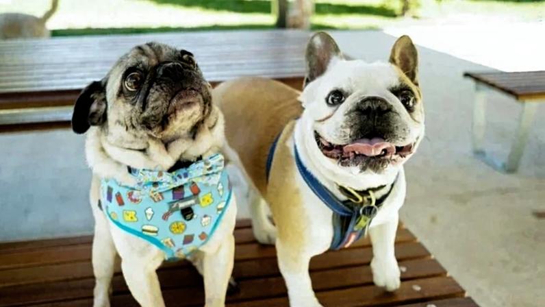 Pugtato, o pug, e Piglet, o buldogue francês, apresentaram melhora significativa na respiração e na capacidade de exercício após o tratamento - (crédito: RMIT)