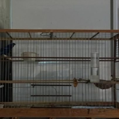 Sete aves silvestres são apreendidas em Ceilândia