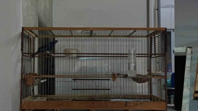 Das aves encontradas, três eram canários-da-terra fêmeas; um canário-da-terra macho; um baiano macho; um bicudo macho; e um azulão macho. As espécies se distribuem entre nativas do Cerrado, Caatinga, Pantanal e Mata Atlântica.
