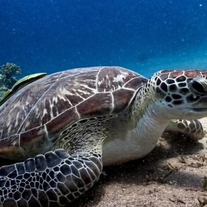 Senado discute proteção aos oceanos em sessão especial no Dia Mundial