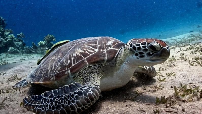 Evento marca o Dia Mundial dos Oceanos e reúne parlamentares, cientistas, ambientalistas e representantes de comunidades pesqueiras - (crédito: Reprodução/Magnific)