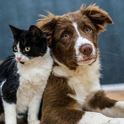 Tribunal de SC nega pensão alimentícia de ex para pets