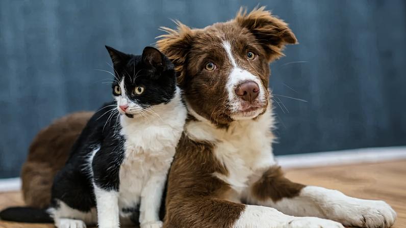 Para o juiz, a analogia com pensão alimentícia é inaplicável para pets - (crédito: Canva)