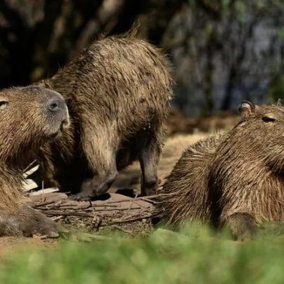 Capivaras do DF não transmitem Febre Maculosa, aponta estudo