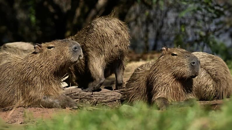 O comportamento e o número da população de animais foram mapeados, identificando possíveis rotas e áreas de maior incidência - (crédito: Carlos Vieira CB/DA Press.)