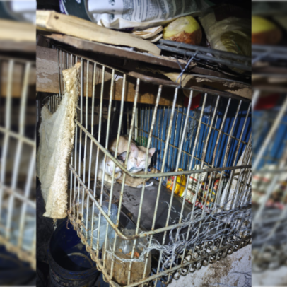 Resgate de gatos e galinhas ocorre em gaiolas na Asa Sul