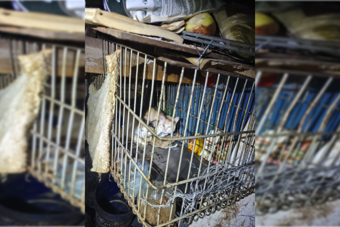 Animais viviam em meio ao lixo em um barraco na Asa Sul - (crédito: PCDF/Divulgação)