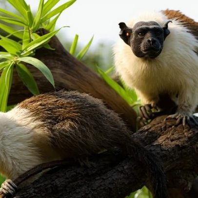 Casais do Zoológico ajudam a preservar espécies ameaçadas