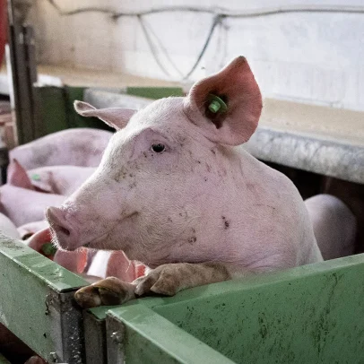 Lei Save Our Bacon visa melhorar bem-estar de porcos na suinocultura