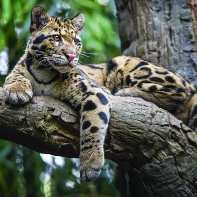 Data centers enfrentam tigres e leopardos em zoológico