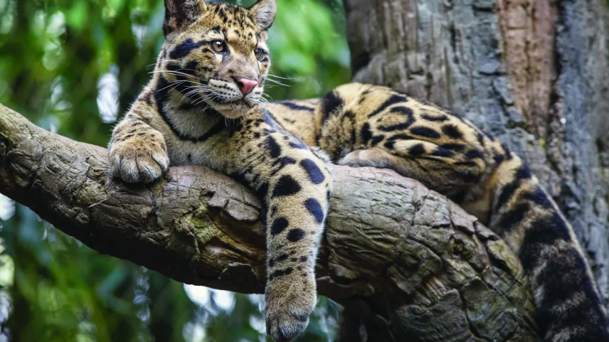 The site for the 69,000-square-foot DC Blox data center is located next to the animal sanctuary, sparking concerns about environmental damage.