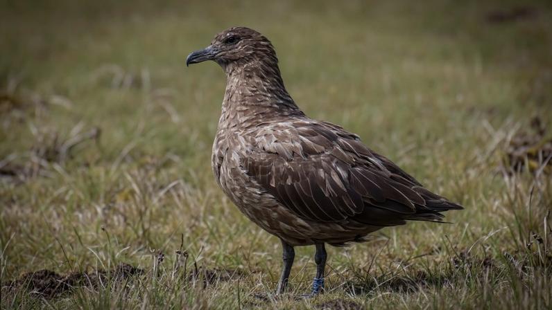 Cepa letal de gripe aviária confirmada pela primeira vez na Austrália